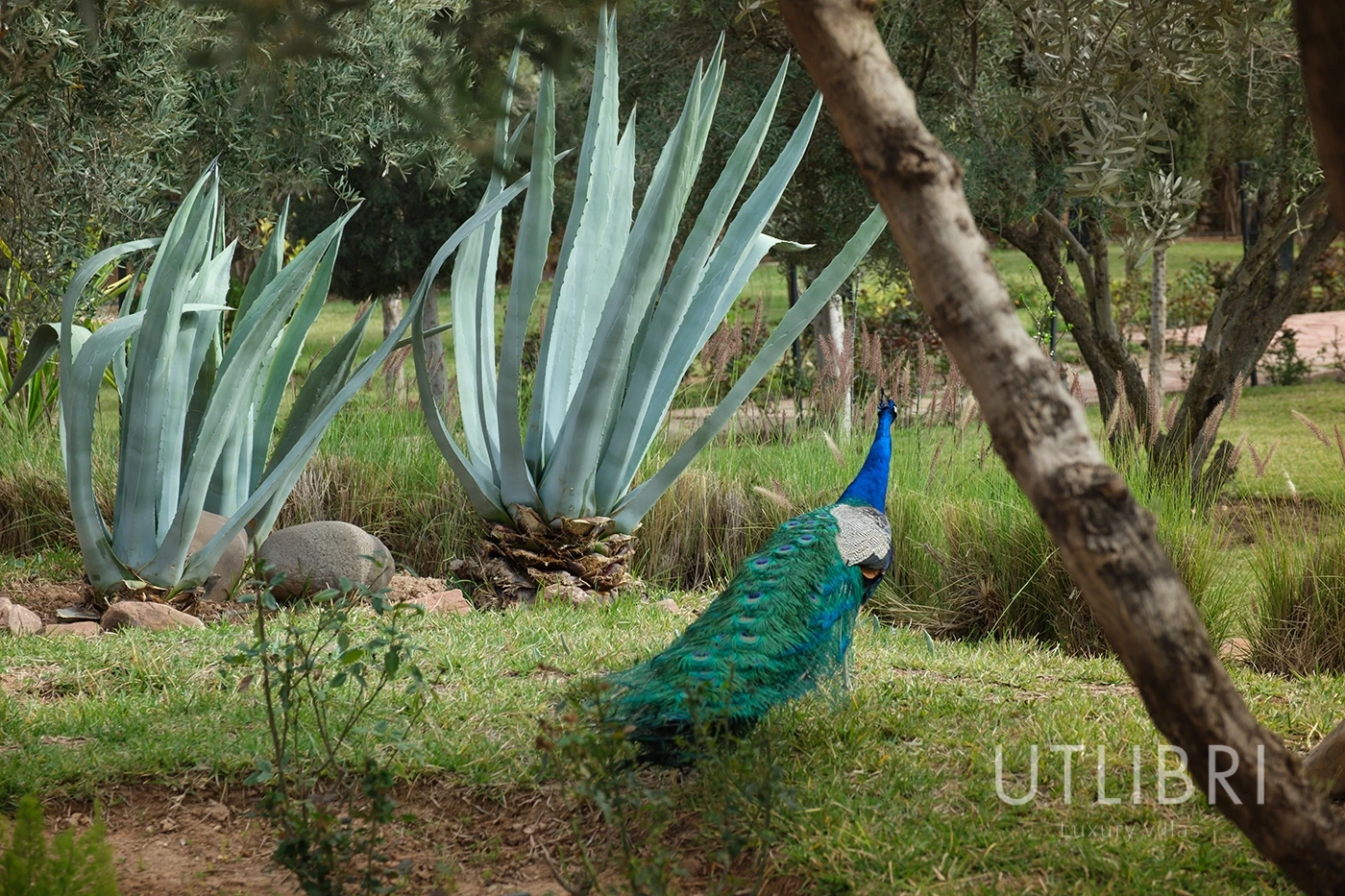 Extraordinary villa, Ouarzazate Road