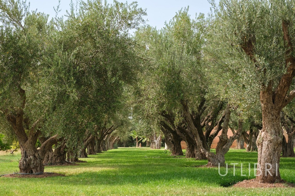 Villa d'exception, Royal Palm et ses environs